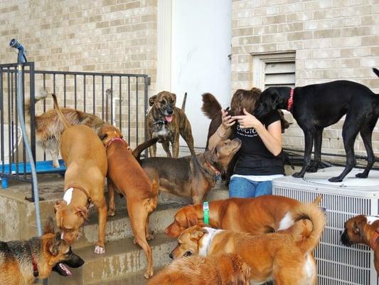 Austin Dogtown Boarding & Daycare