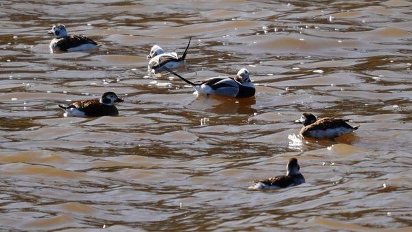 Long-Tailed Ducks in the water!!