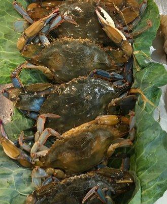 Soft shell crabs