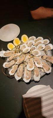 Oysters