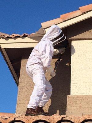 Top Rated Pest Control Services in Mesa