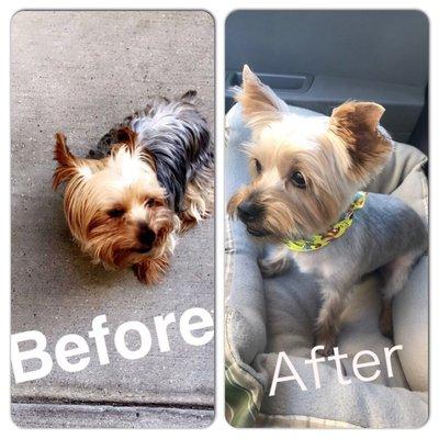 Before and after of my baby Louie