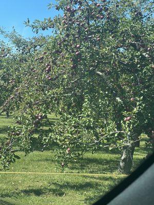 Heinz Orchard