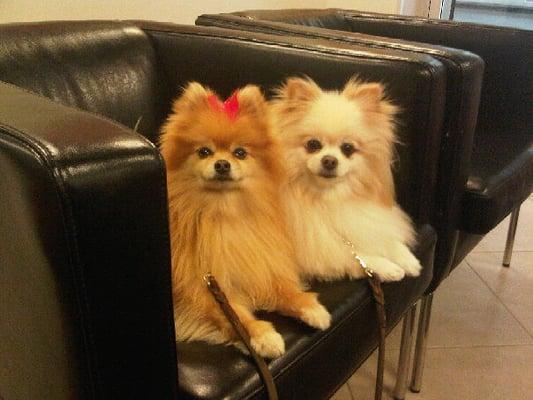 Love to Groom Mascots Beija and Bianca!