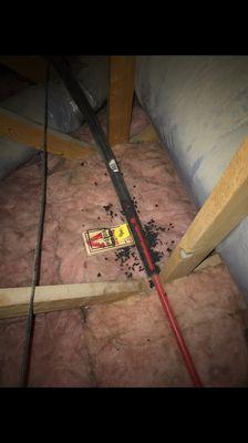 Rodents have made a nest in this attic, trapping and bait services available.