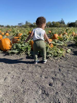 Pumpkin patch