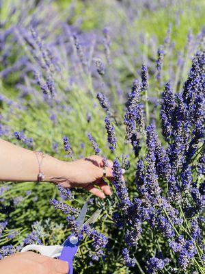 You cut lavender!