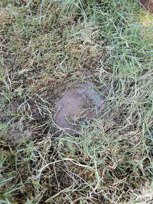 This sod popped off because of my covered irrigation spout popped it off. They later came out to free the covered irrigation spouts.