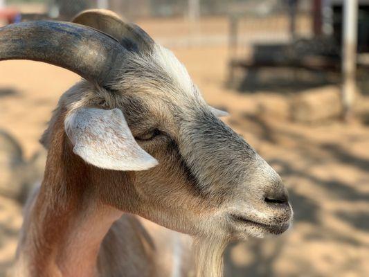 The goat at the Petting Zoo area was very friendly and photogenic