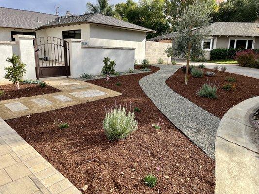 Los Altos ca  drought resistant landscape olive tree pathway wood chips crushed gravel flagstones fruit trees drip system