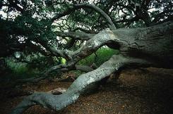 Tree Fallen, Tree Removal in Bandon, OR