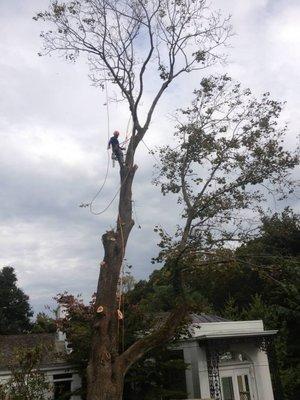 Tree Health's climbers are trained with best removal practices and strict safety standards.