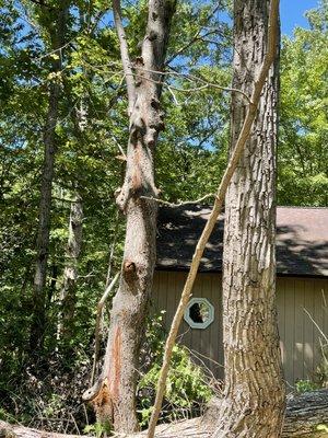 Dead stob the oak tree fell on and broke