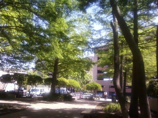 Garden Setting Outside Travis Building Cafeteria with Picnic Tables to Enjoy your Meal as Birds Chirp ! Dr Wiley Coyote SF0 ...