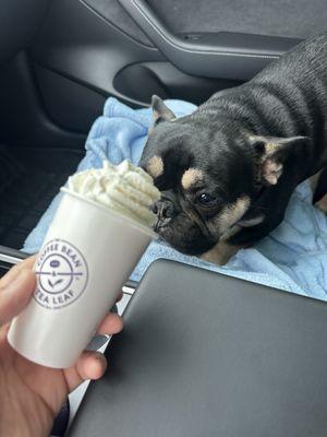 Pup cup after being a good boy after vet visit