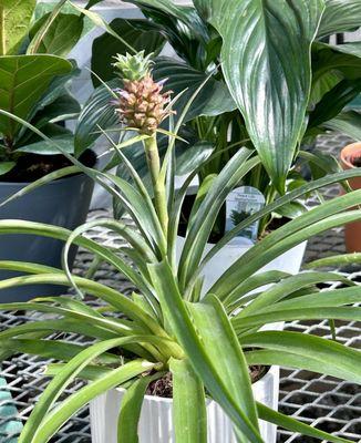 Baby pineapple plant.