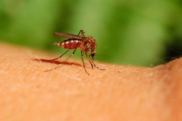 Mosquito bites itch because they inject a chemical that helps keeps blood from clotting and causes our bodies to itch.