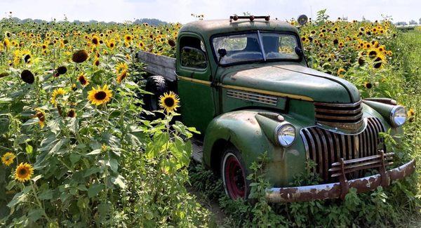 Smiles of Sunflowers