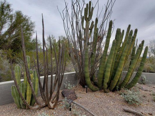 Organ Pipe cactus