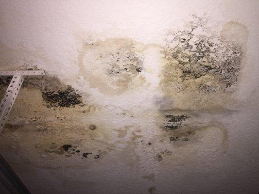 Mold Growth Ceiling