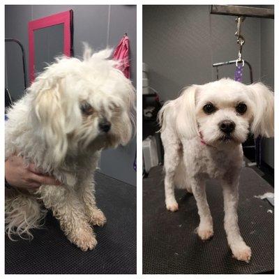 Miss Winnie before and after. What a difference! Such a cutie!