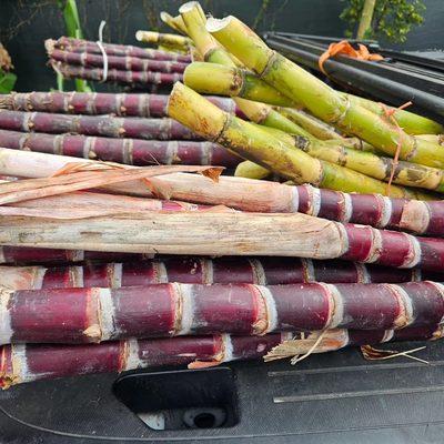 fresh sugarcane juice in the orlando fl area by grabngo concessions, buy gallons of juice from grabngo concesions