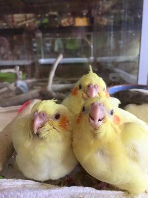 All of the babies eyes look so trusting. Bird House really takes care of their birdies. Source: Bird House.