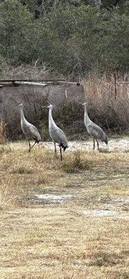 Sand Hill Cranes at the corner of feeder