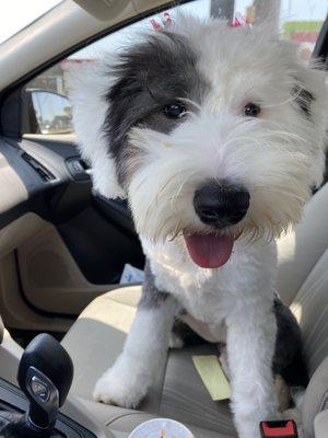 Old English Sheepdog