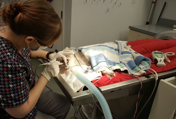 Stephanie cleaning Pixie's teeth during his dental procedure.