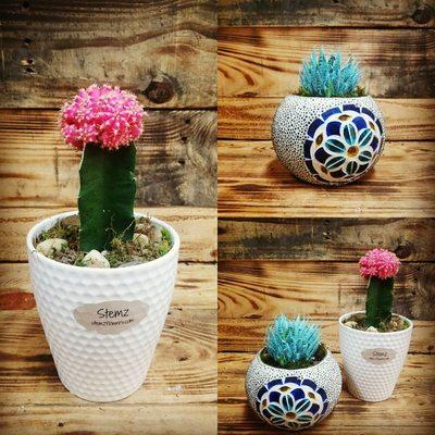 A moon cactus and her blue friend.