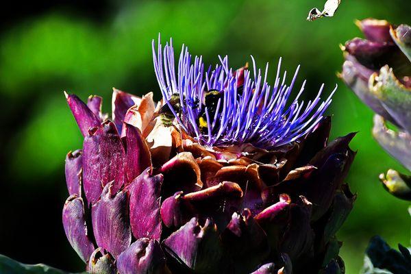 Beautiful gardens that have had a chance to mature in the 30+ years that they have been open