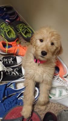 Bella getting caught playing in the closet!