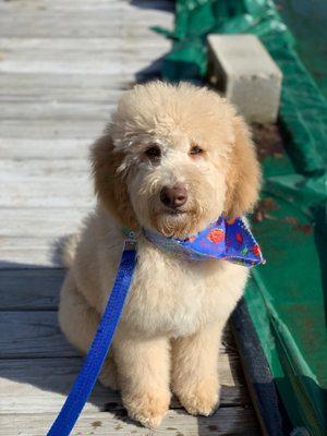 Baker after his first bath and blowout at Amazing Animalz.