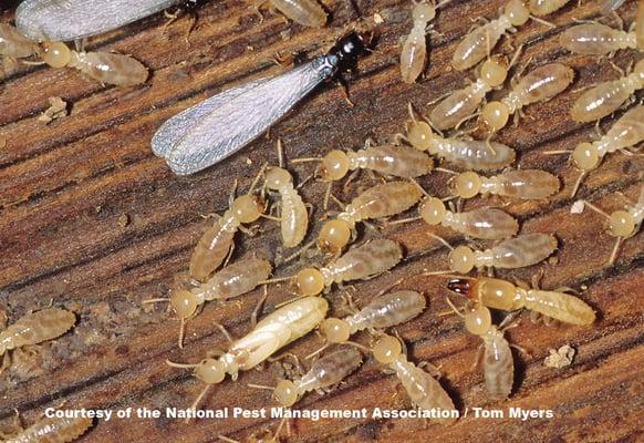 Termite Season is here..Call us at (412) 318-4547 for a FREE INSPECTION