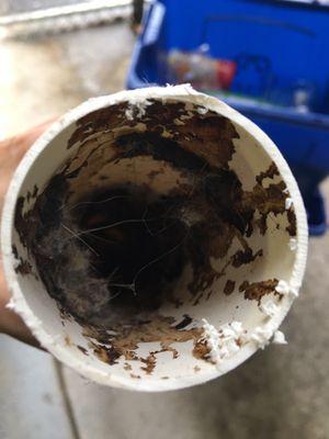 Clogged section of pvc pipe. The condensation from the uninsulated pipes caused a build up of dirt etc