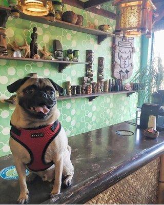 Little Alfie taking over tiki bar!