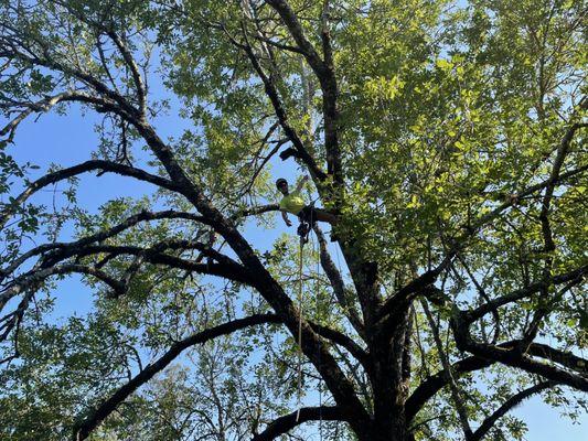 LongView Tree Care