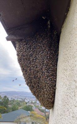 Removed large exposed hive from side of bell tower on a church