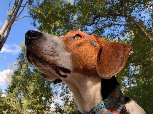 Woody enjoying the grounds at A Tail Away.