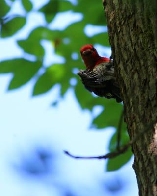 Met a red-breasted sapsucker at the park