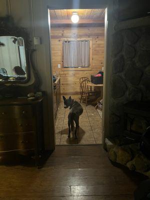 Cute Little kitchen and dog