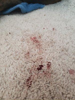 one of the blood spots Lou left on my carpet after getting heartworm pills and flea meds from a bully.