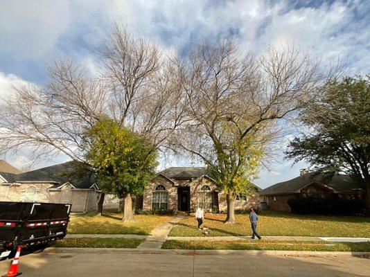 Before. Trees in front of the house