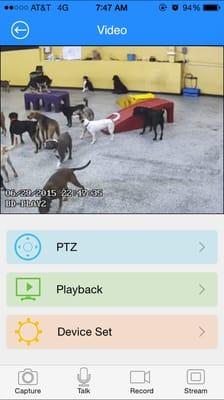 A glimpse of the doggy cam!