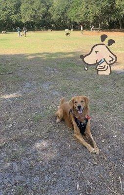 Maverick inside the dog park at Al Lopez