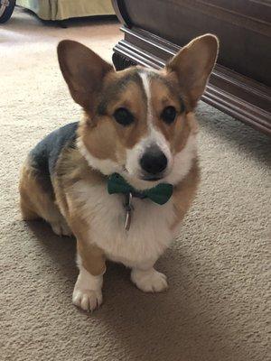 Murphy the corgi!