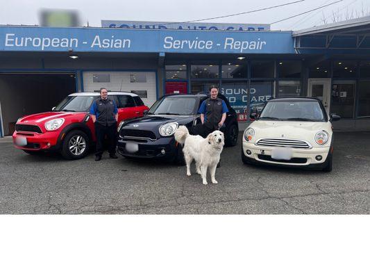 Here at Sound Auto Care we love Mini Coopers and giant puppies! 
We do Mini Cooper repairs & maintenance. Come see us.