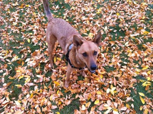 Dogwood Farm Kennels