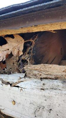 Dry rotted rafters